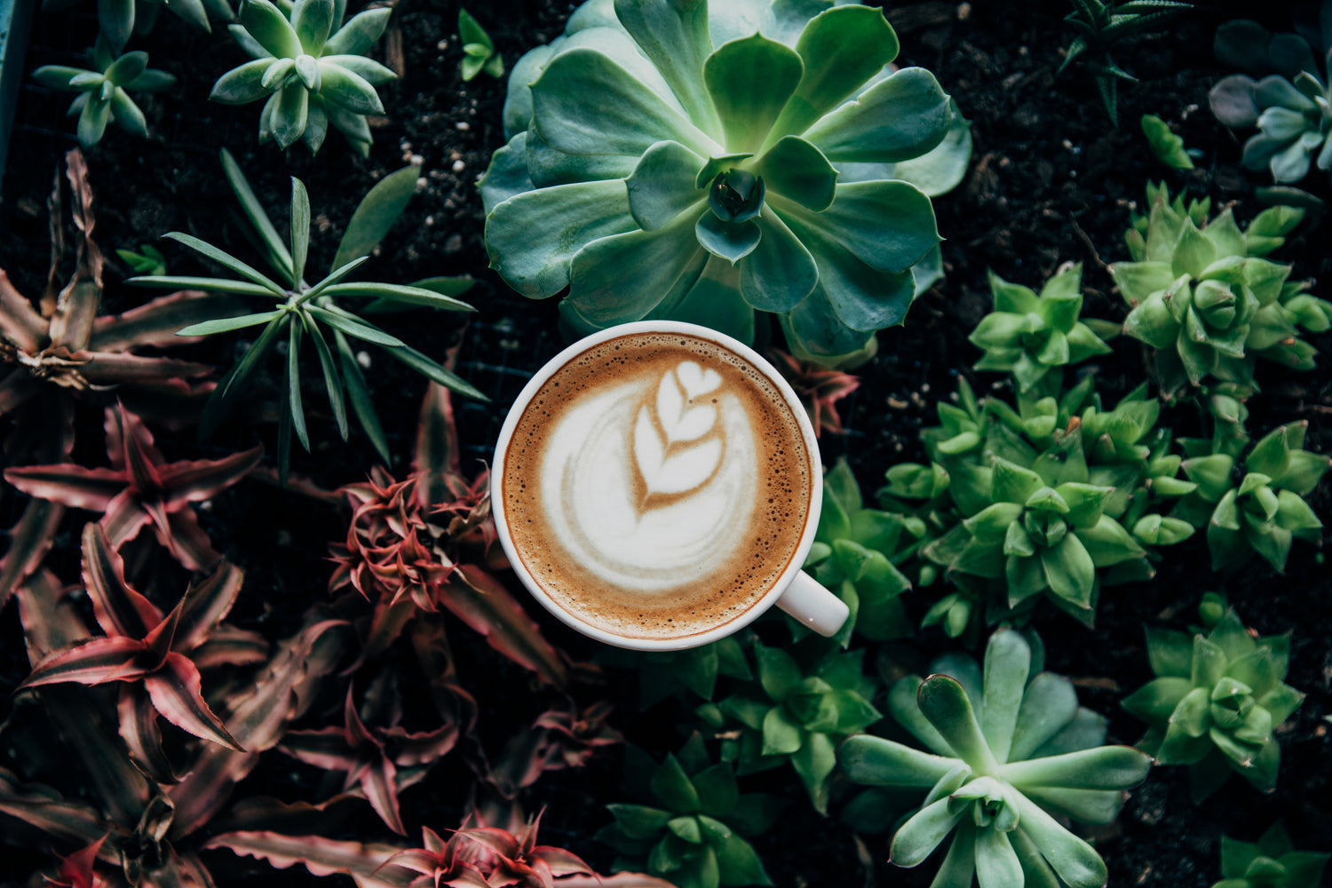 Latteart i en kop kaffe blandt planter